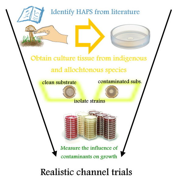 The research is structured as a funnel, whereby each phase proceeds with a selection of species/strains from the previous phase.